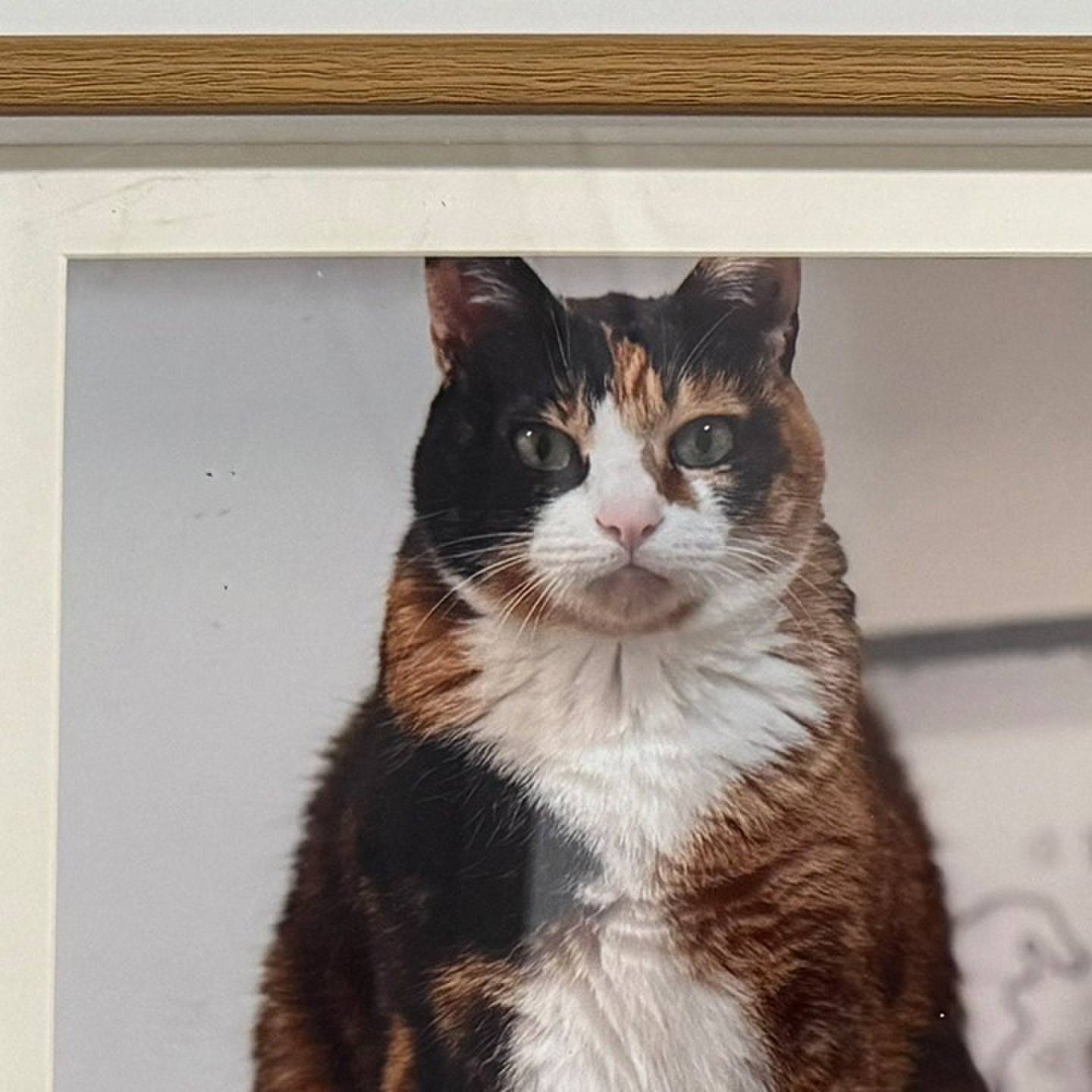 PetMeto宠物定制猫咪骨灰罐防潮个性复原手绘玻璃钢宠物纪念摆件