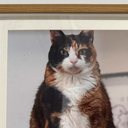 PetMeto宠物个性猫咪骨灰罐防潮个性复原手绘玻璃纤维宠物纪念摆