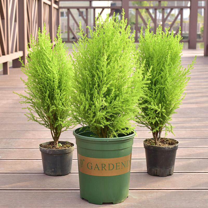 香松盆栽植物圣诞树盆景金边瑞香四季绿植办公室内阳台庭院有香味