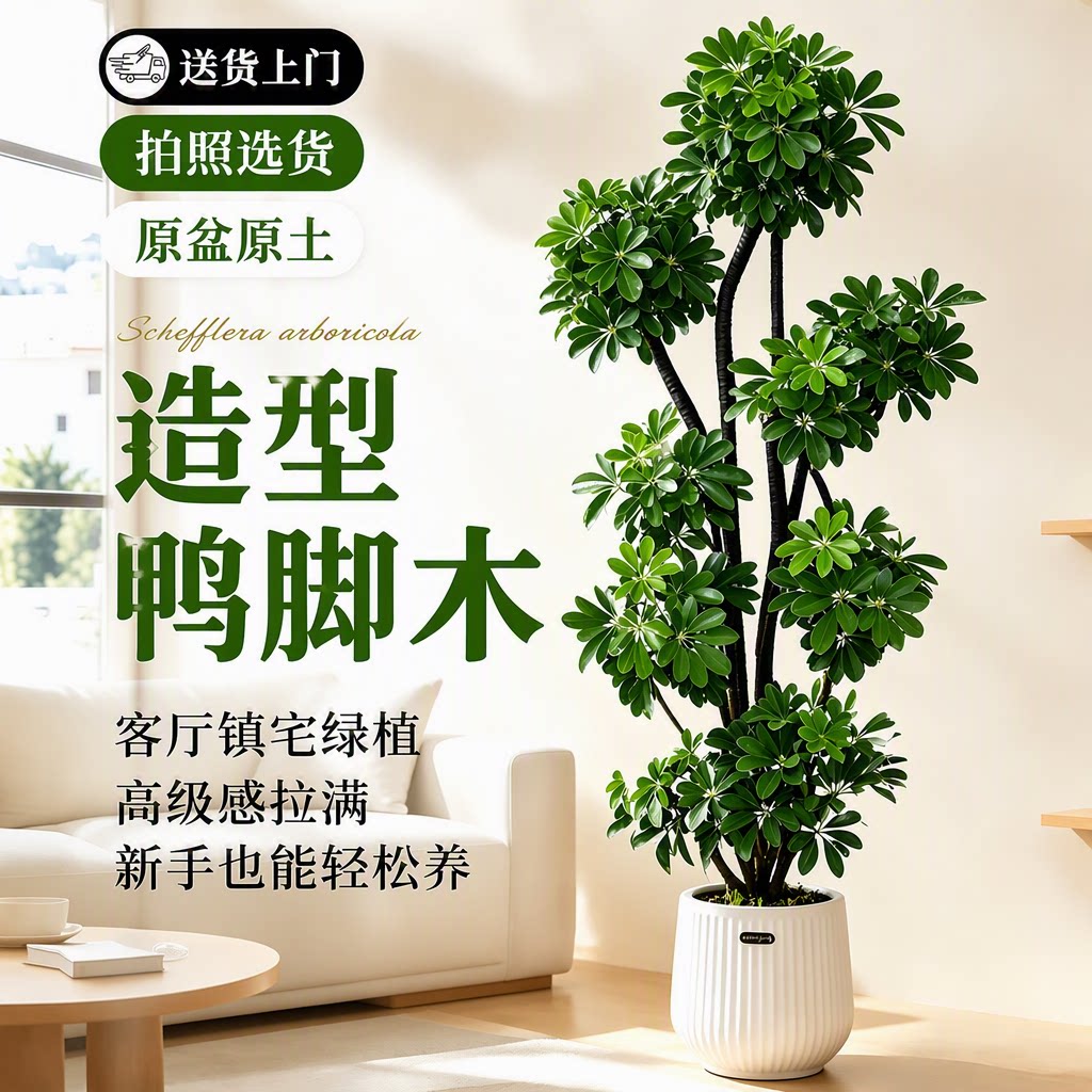 造型鸭脚木大客厅盆栽鹅掌财招财图片