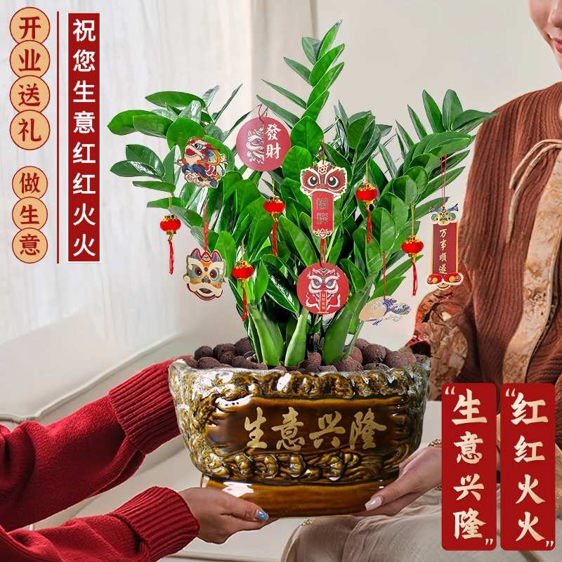 特级金钱树盆栽客厅前台开业招财绿植办公桌面摆件钱串子好养旺宅