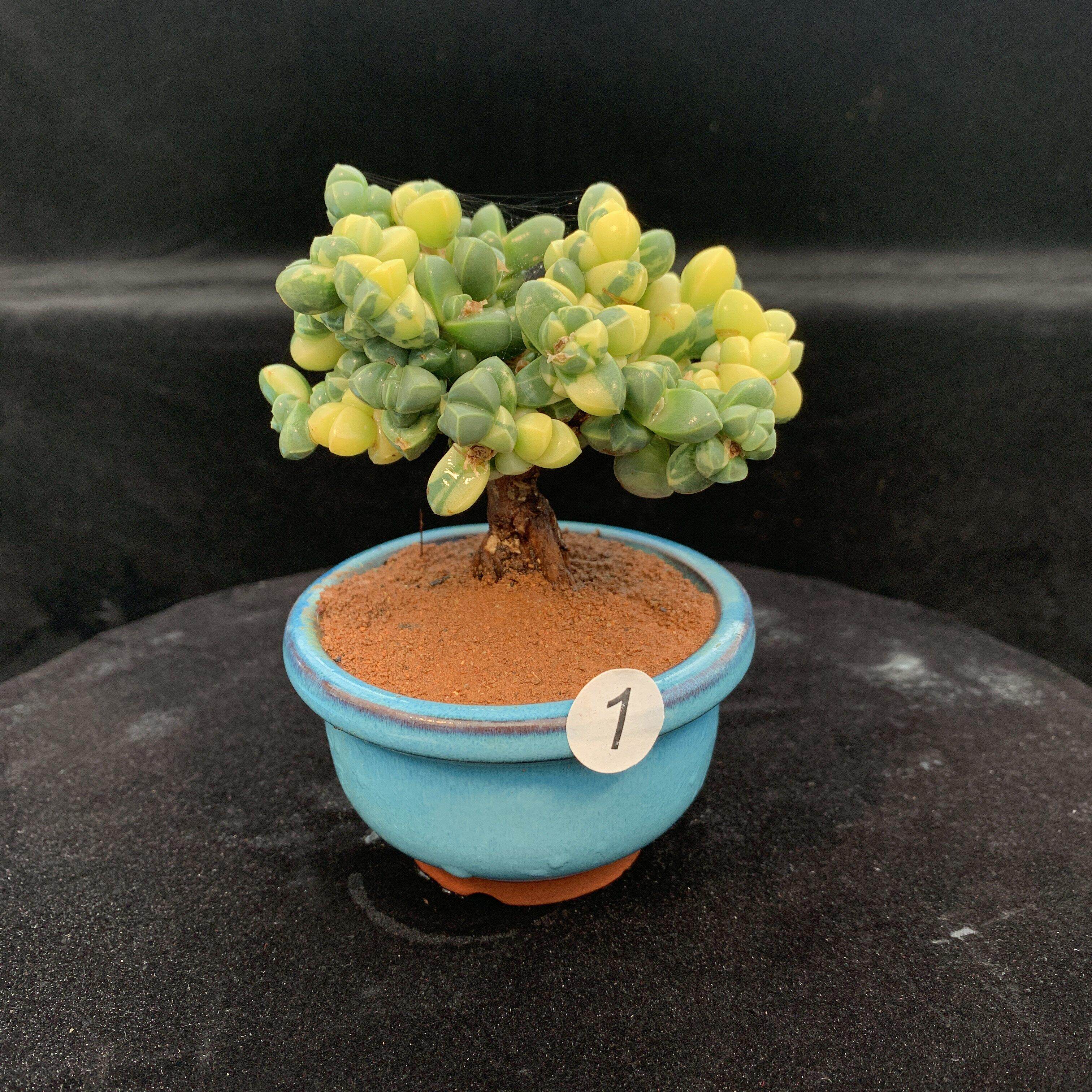 鹿角海棠锦盆景好养易活3年提根老桩千亦多肉花卉绿植一物一拍
