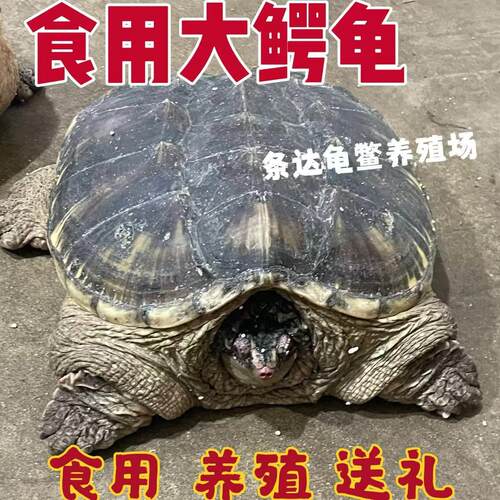食用小鳄龟北美鳄鱼龟宠物乌龟种龟水龟特大型煲汤肉龟活体龟