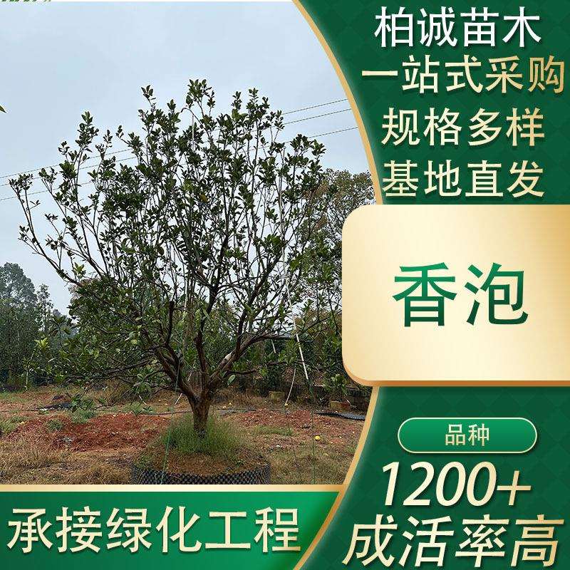 基地直供常绿乔木丛生单杆香泡柚子香橼树绿化树盆景树观果