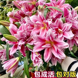 进口香水百合花种球盆栽花卉，绿植物室内四季开花苗易活花种鲜花