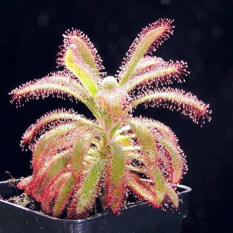 格拉莫哥香花茅膏菜新手推荐食虫植物微景观造景graomogolensis