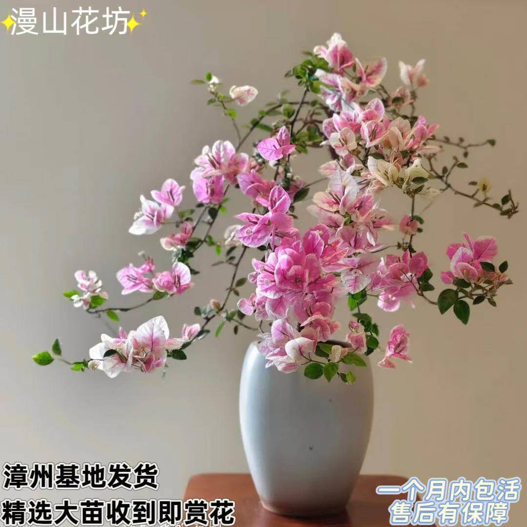 漳红樱三角梅带花盆栽 高飘老桩勤花庭院阳台四季都开花爬藤盆栽