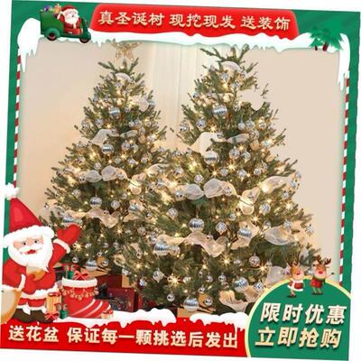 Real Christmas tree Norway spruce Real Christmas tree