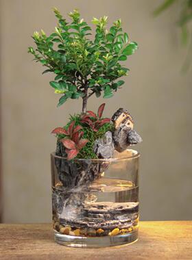 【隐居】小叶紫檀生财造景微景观生态缸室内12*12cm带灯鱼缸
