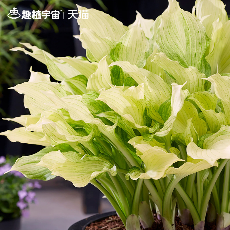 趣植宇宙进口玉簪花苗裸根多年生宿根耐阴观叶绿植物花园阳台盆栽