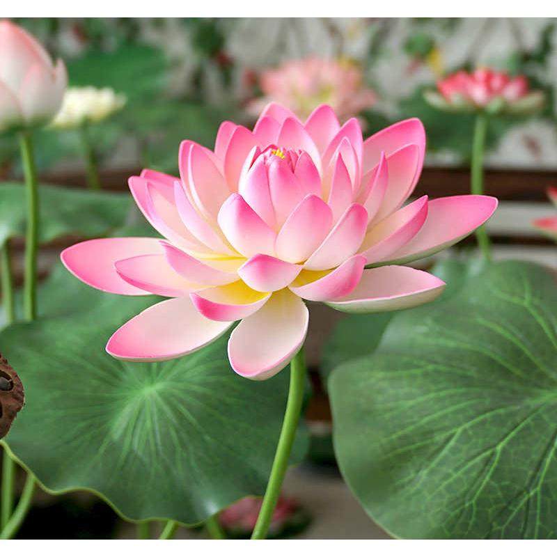 带杆仿真荷花荷叶莲花舞蹈道具水池舞台装饰假绿植仿真花塑料拍摄,家居饰品,仿真花/假花,淘宝优惠券,粉丝福利购,淘宝优惠卷