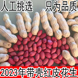 生花生带壳晒干山东农家红衣花生米小粒，新鲜种子2023红皮花生带壳