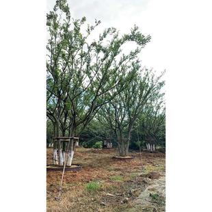 原装丛生朴树城市地产苗木观赏沙朴大树庭院别墅奇树工地绿化行道