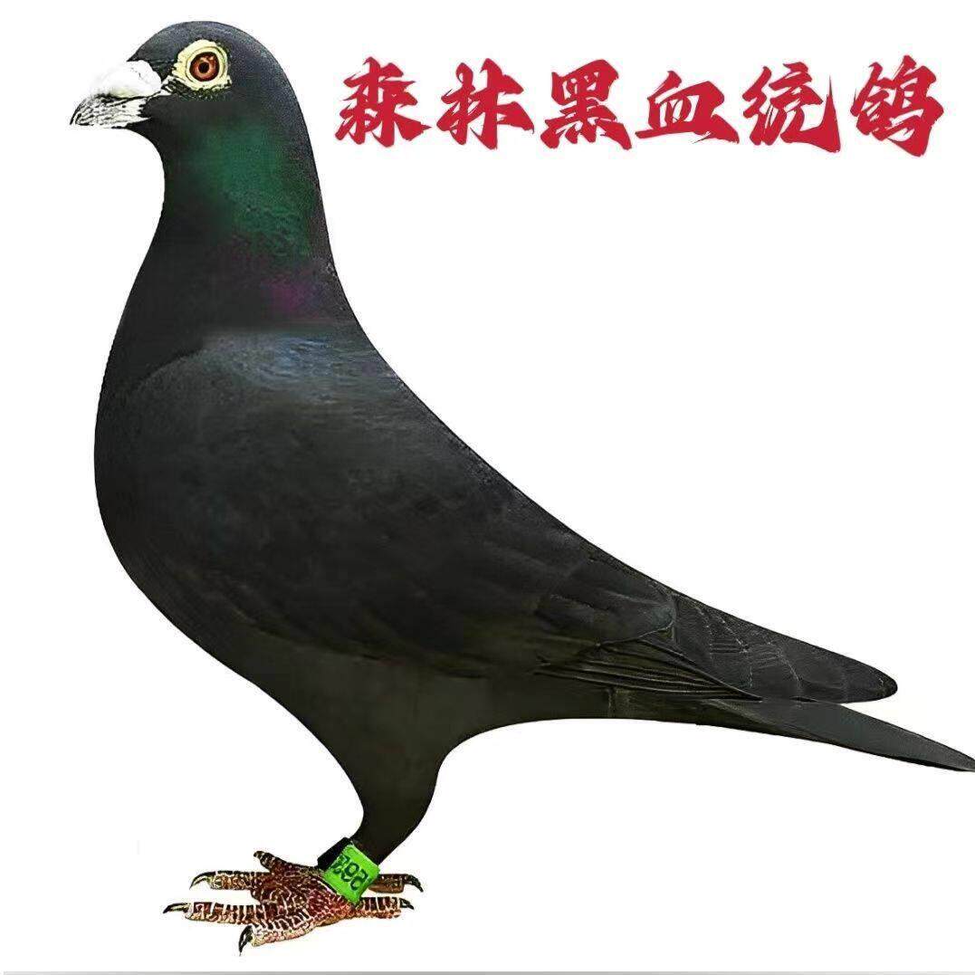 军鸽森林黑赛鸽血统鸽中远程信鸽纯黑公棚成绩鸽山区鸽子活体