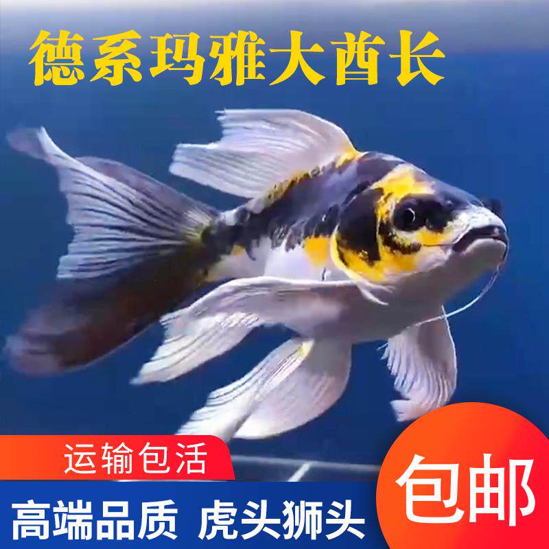 德系玛雅蝴蝶鲤大酋长短身球体长尾锦鲤冷水鱼耐活耐寒淡水观赏鱼