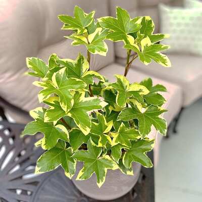 花与花器 花叶熊掌木盆栽 常春藤室内阳台花园耐阴耐寒绿植物花卉