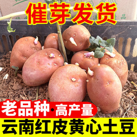 云南高产红皮土豆种孑洋芋，种植苗马铃薯黄心老品种带芽非种子5斤