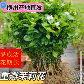 重瓣茉莉花盆栽苗室内外绿植阳台，花卉老树桩花苗好养的花开花不断