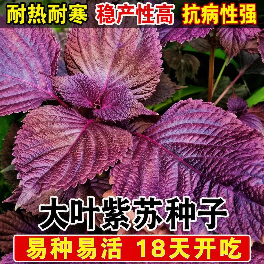 紫苏种子可食用大叶紫苏四季耐热