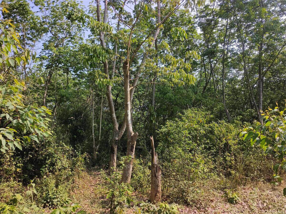 6月1日儋州市原松鸣乡热作场219.01亩橡胶种植基地上的橡胶树（约4000株）网络拍卖公告