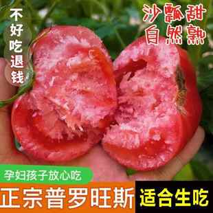 四川攀枝花露天沙瓤水果西红柿9斤新鲜自然熟生吃老品种普罗旺斯5