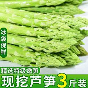 芦笋新鲜现采产地直销嫩绿青芦笋薄皮嫩芽去除老根现挖芦笋