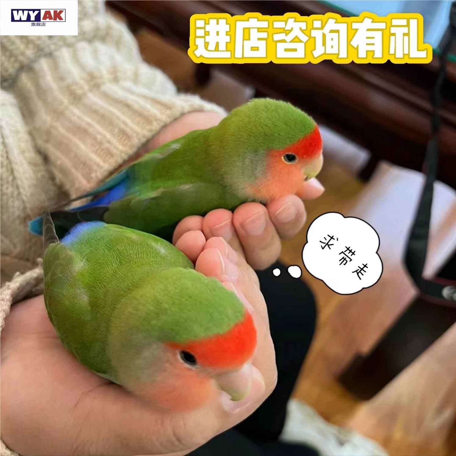 鹦鹉活鸟一公一母面类可手养亲人牡丹小宠物断奶幼鸟可繁殖紫罗兰图片