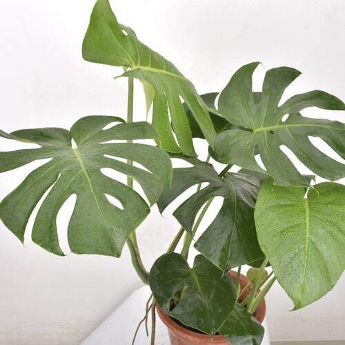 龟背竹大型盆栽水培四季常青植物室内客厅大叶绿植好养净化空
