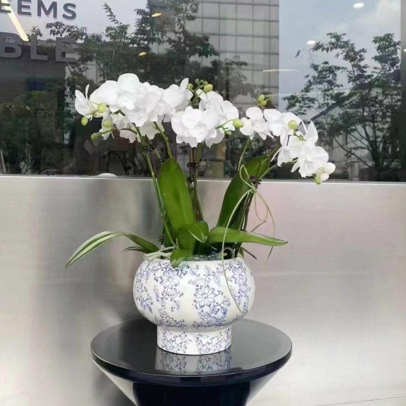 青花瓷花盆国风系列球形陶瓷年宵花蝴蝶兰组合盆中式家居装饰