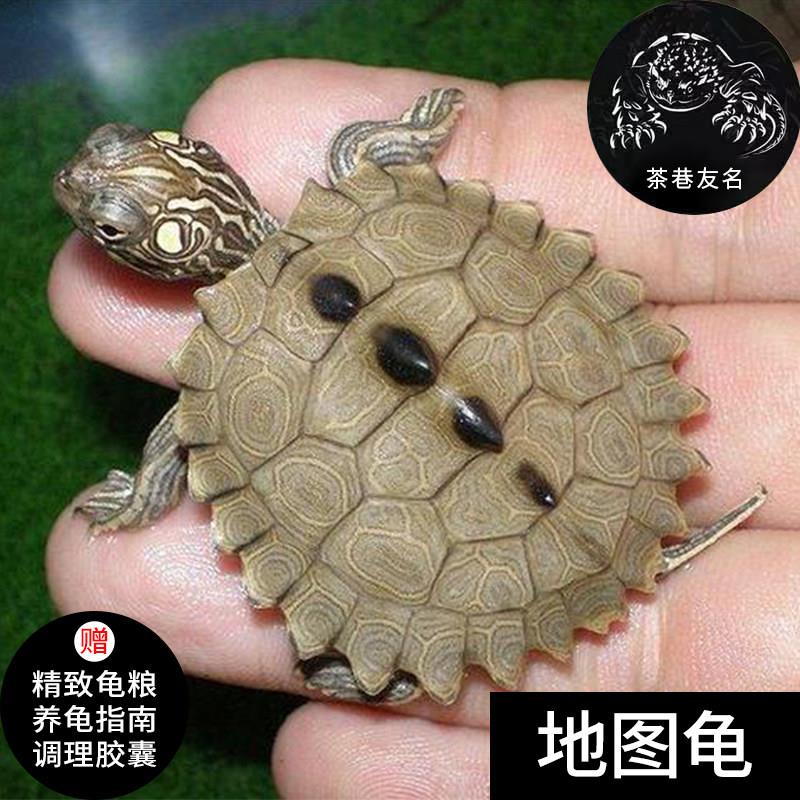 地图龟逗比深水活体乌龟混养宠物黑瘤龟粮萌宠观赏龟