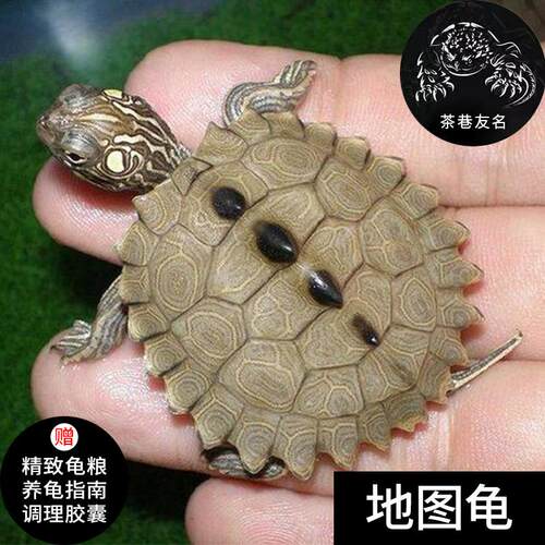 地图龟逗比深水活体乌龟混养宠物黑瘤龟粮萌宠观赏龟