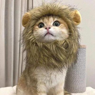 Cat Costume Cute Lion Mane Cat Wig Hat Cosplay Clothes Cap D