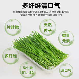 猫草 即食猫草盒排毛球新鲜麦草猫草催吐化毛球狗猫麦草已种好