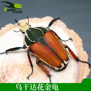 非洲乌干达花金龟幼虫成虫人工饲养另有毛象战神长戟南洋兜独角仙