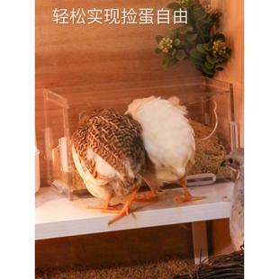宠物鸡受精可孵化蛋网红卢芦丁小鸡礼服卵鹌鹑德系纯白瓦灰色观赏