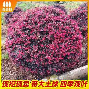 红花继木球红花檵木树苗老桩盆景庭院园林绿化带工程苗木围墙植物