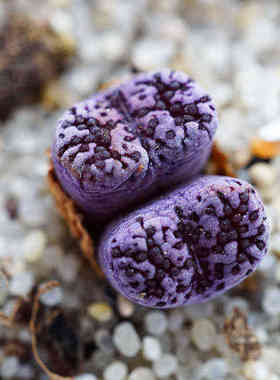 马克李子紫鸟肉锥Makin's plum番杏科多肉植物肉出没园艺