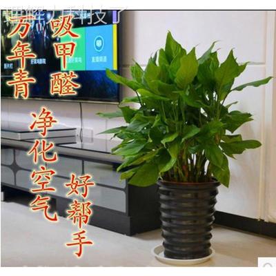 培植内物万年青盆栽室桌面盆栽水富贵竹卧室客化厅784530净空气好