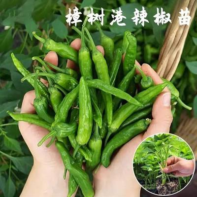 正宗樟树港辣椒苗韩国青阳辣椒秧苗冬季辣椒种苗湖南指天椒苗种子