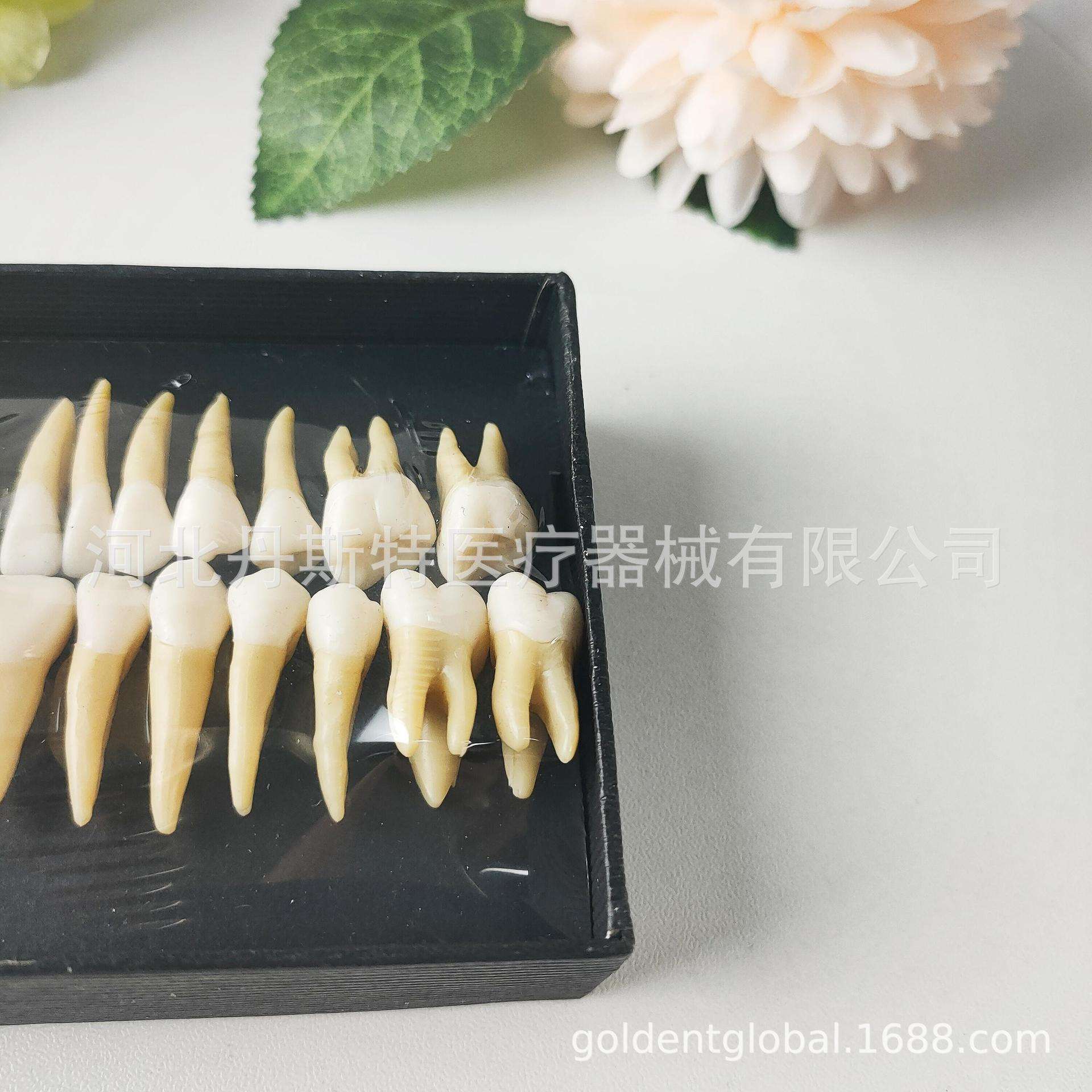 外贸产品28颗离体牙模型 离体牙套装,带根离体牙模型套装