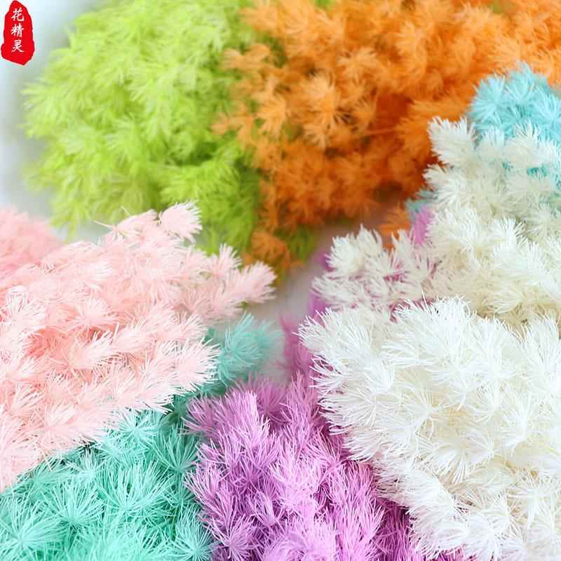 永生花蓬莱松 礼盒玻璃罩制作材料diy花材雪松浮游云南基地