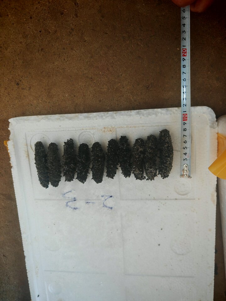 12月25日宁德质押拉缸盐海参1400公斤网络拍卖公告