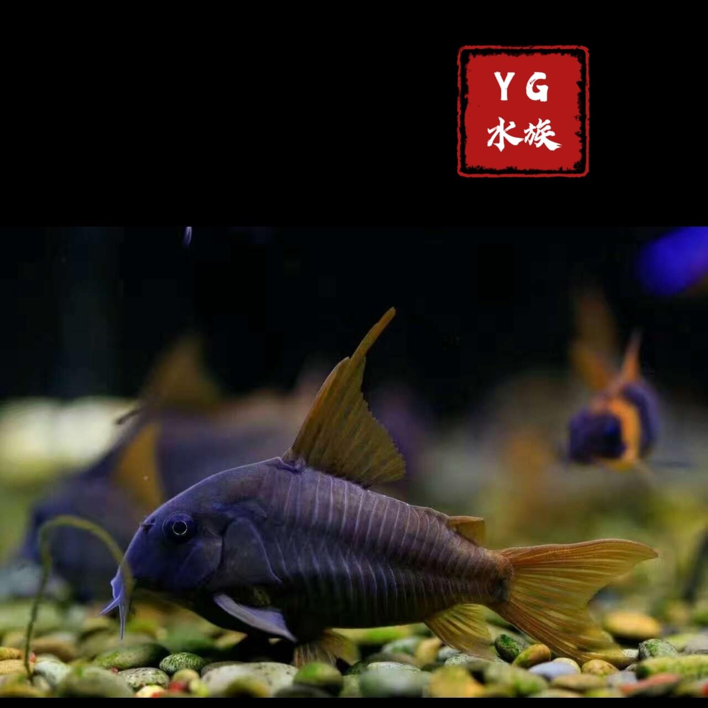 南美进口 红帆鼠鱼 南美超级红帆鼠 活体淡水热带底栖观赏观赏鱼