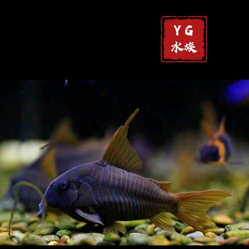 南美进口 红帆鼠鱼 南美超级红帆鼠 活体淡水热带底栖观赏观赏鱼