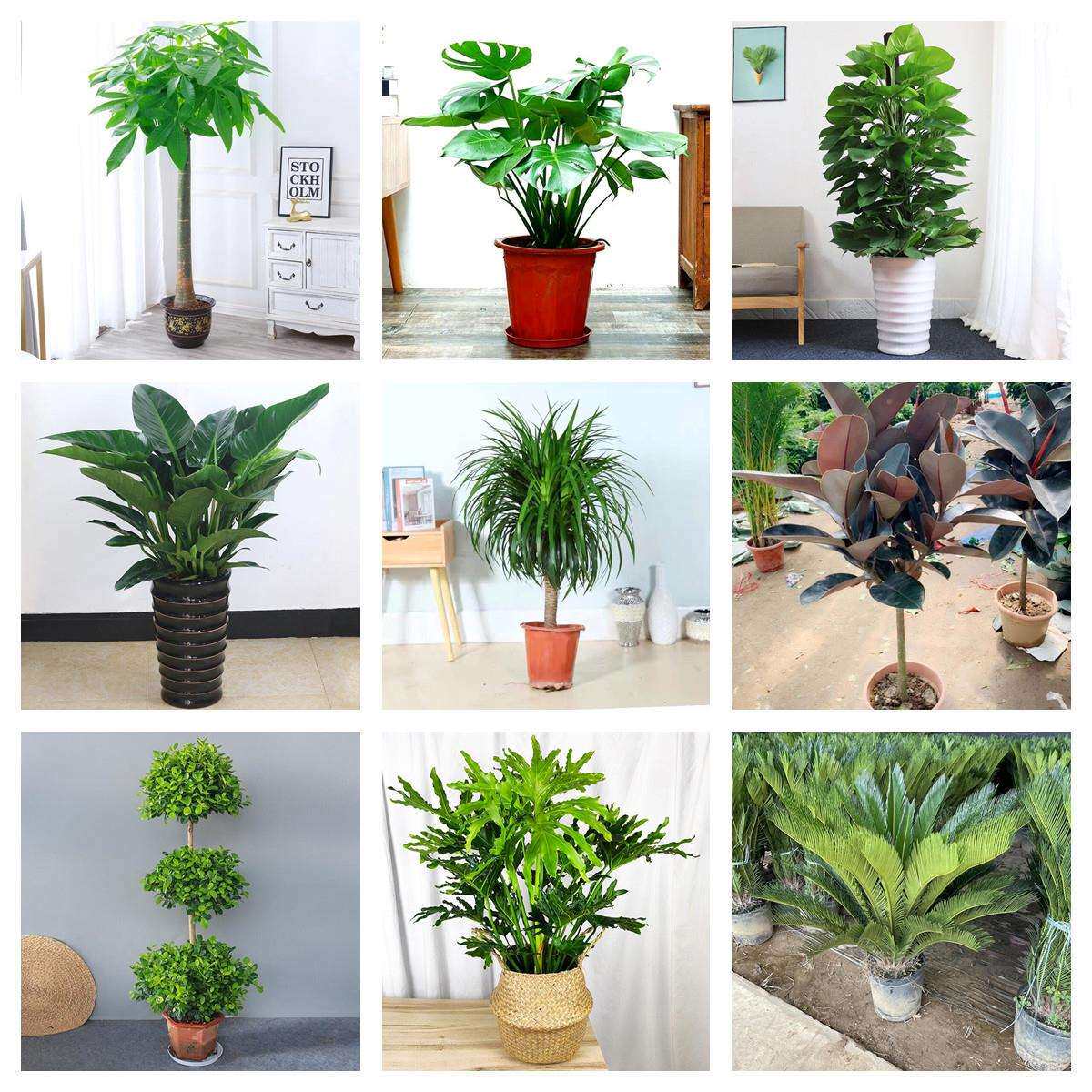 发财树天堂鸟盆栽室内大型植物散尾葵鸭脚木客厅办公室大盆栽绿植