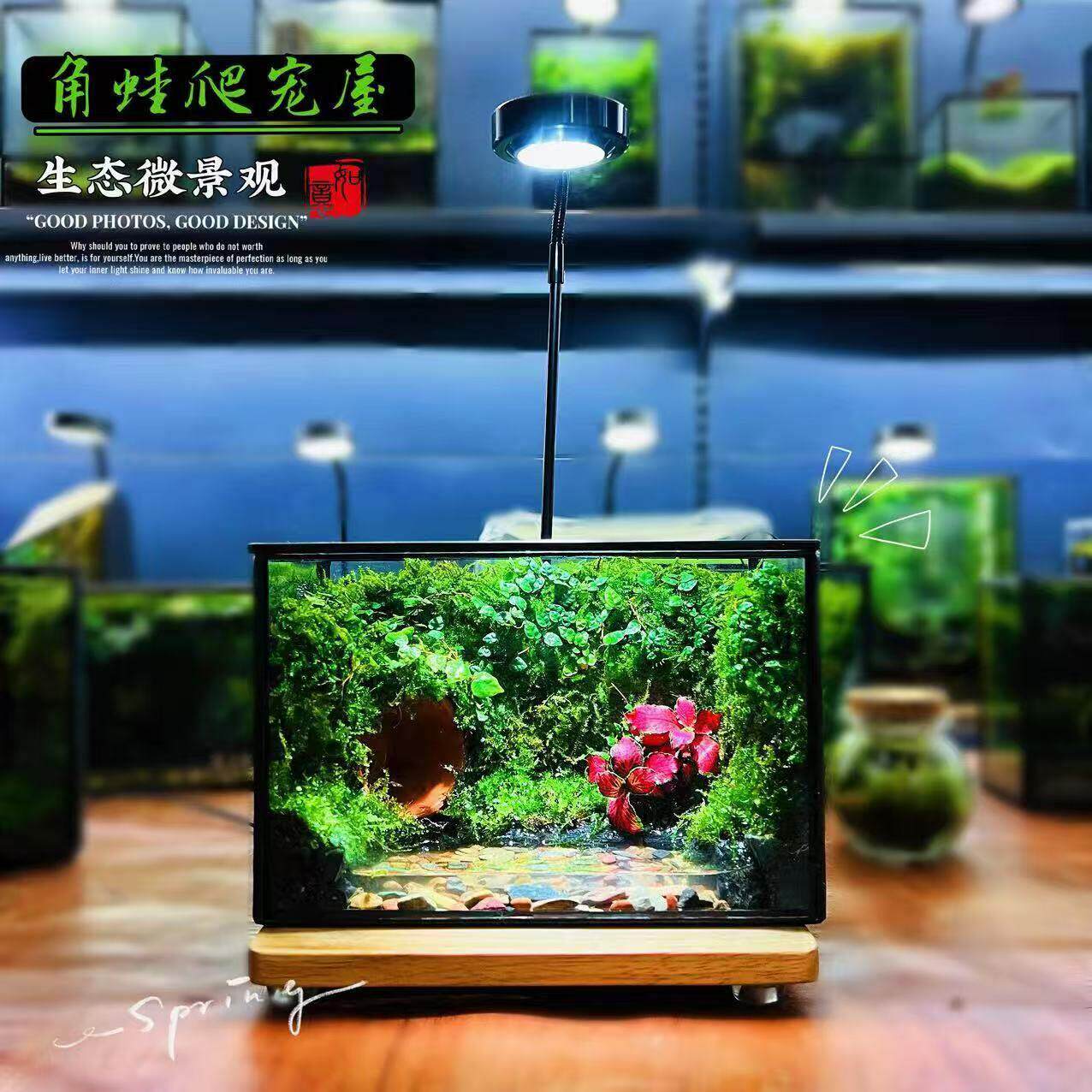 苔藓微景观生态闷瓶养蟹角蛙爬宠生态缸盆景盆栽办公桌绿植