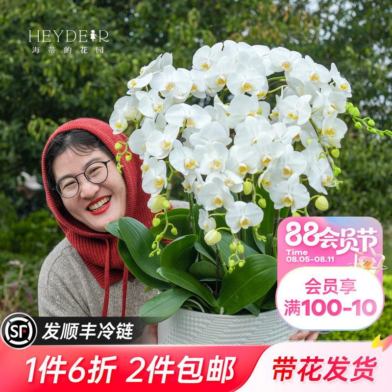 海蒂的花园大花蝴蝶兰盆栽带花年宵花阿玛室内花好养活兰花苗宝贝