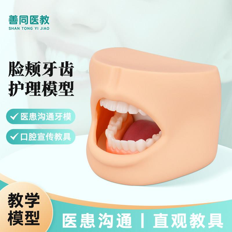 高级口腔护理牙齿模型牙齿构造练习教育备牙刷牙教具口腔清洁护理