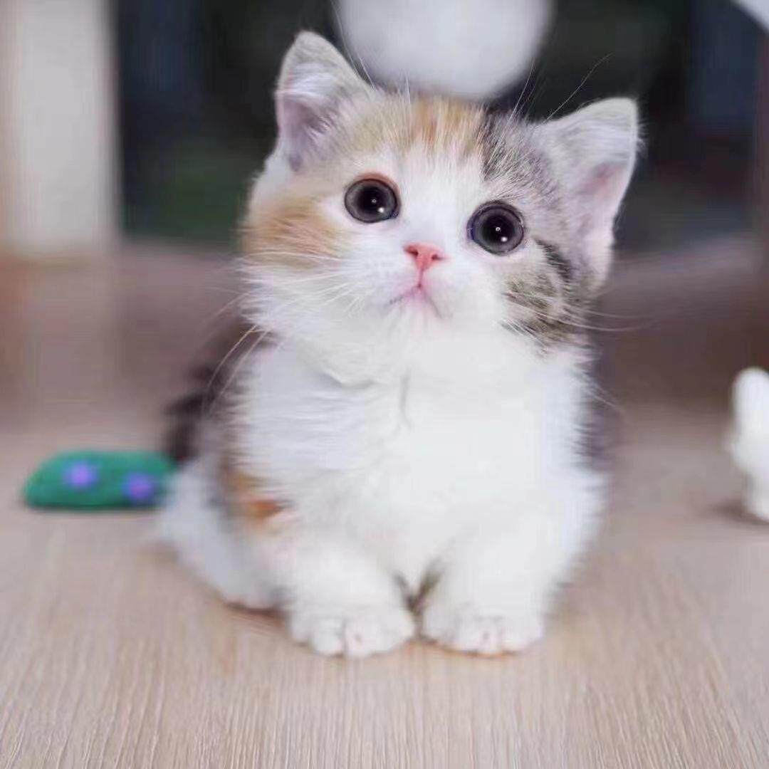 中华田园猫咪幼崽长毛橘猫幼猫胖橘小猫咪幼猫黑猫白猫狮子猫包活