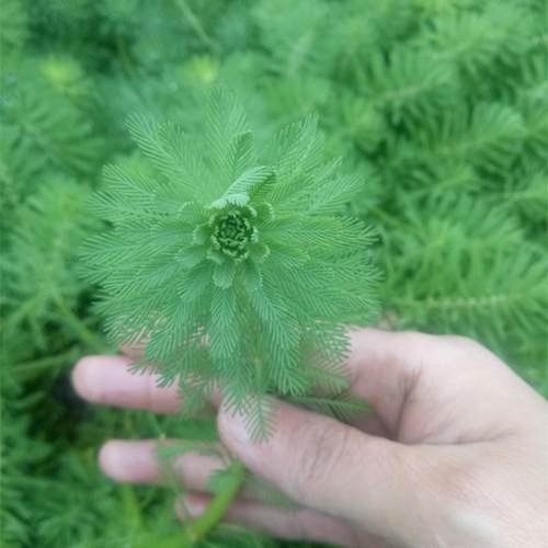 粉绿狐尾藻水草狐尾草包邮河道绿化水质净化鱼池鱼缸鱼塘基地直销